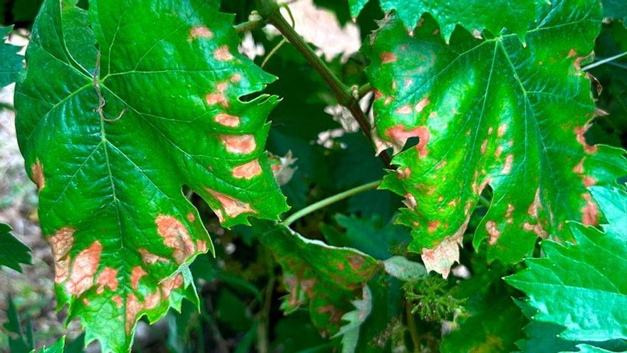 El hongo que pone en peligro la vendimia en Montilla Moriles