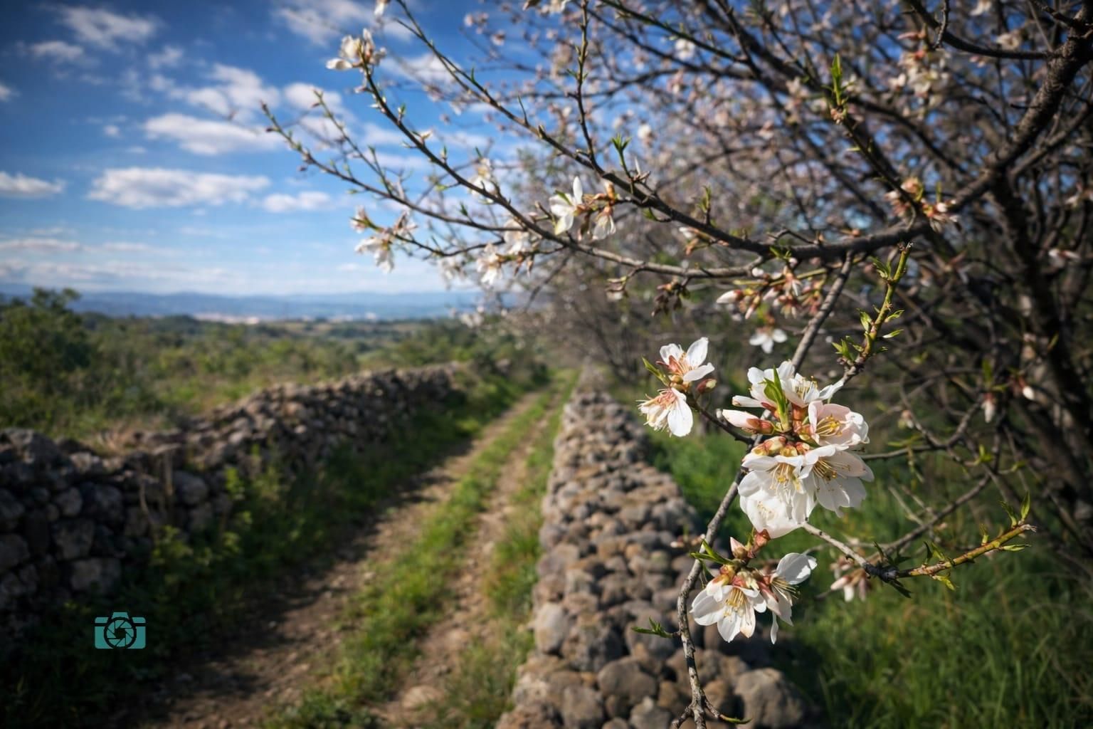 Almendro en flor  en la zona del Llano de las Cuevas  (El Paso).
