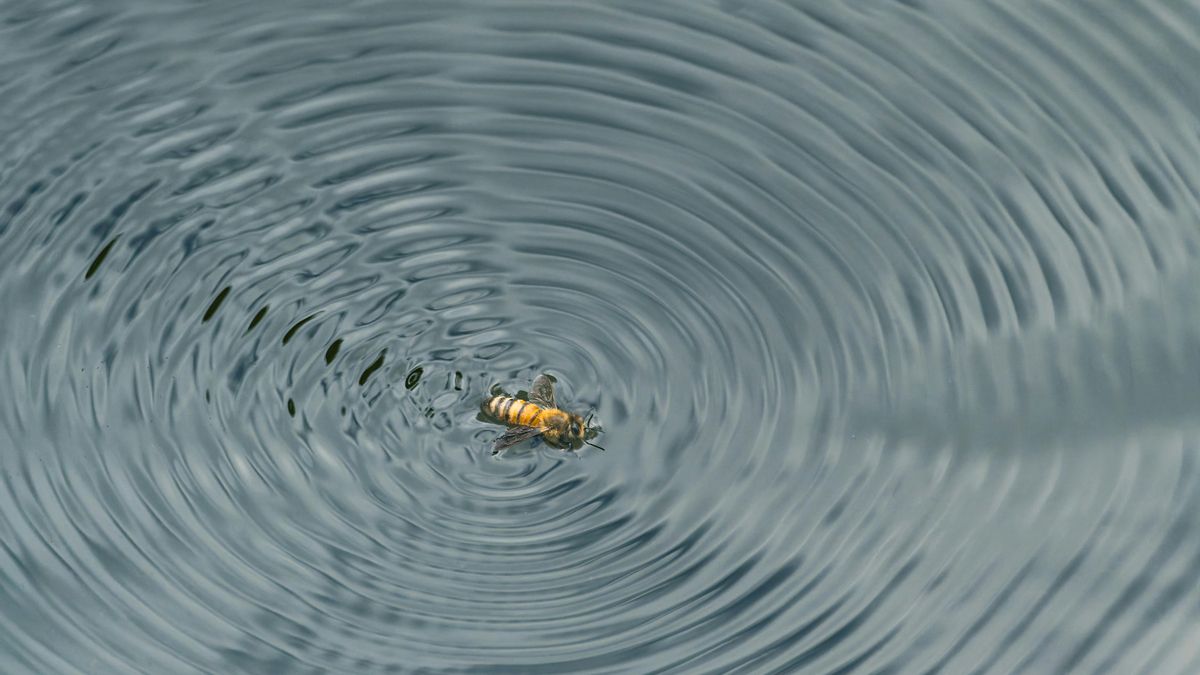 Abejas.