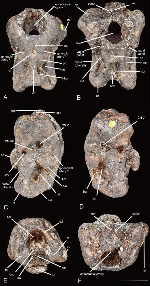Fotografías del holotipo de caja craneana (NHMUK PV R6775) de I. amberina gen. et sp. nov.