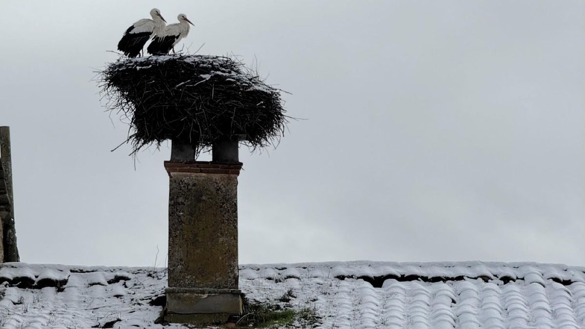 Coletazos de invierno