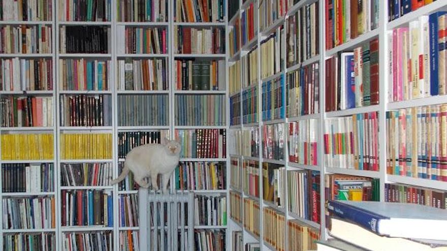 Broma, uno de los gatos de Vanessa en su biblioteca personal