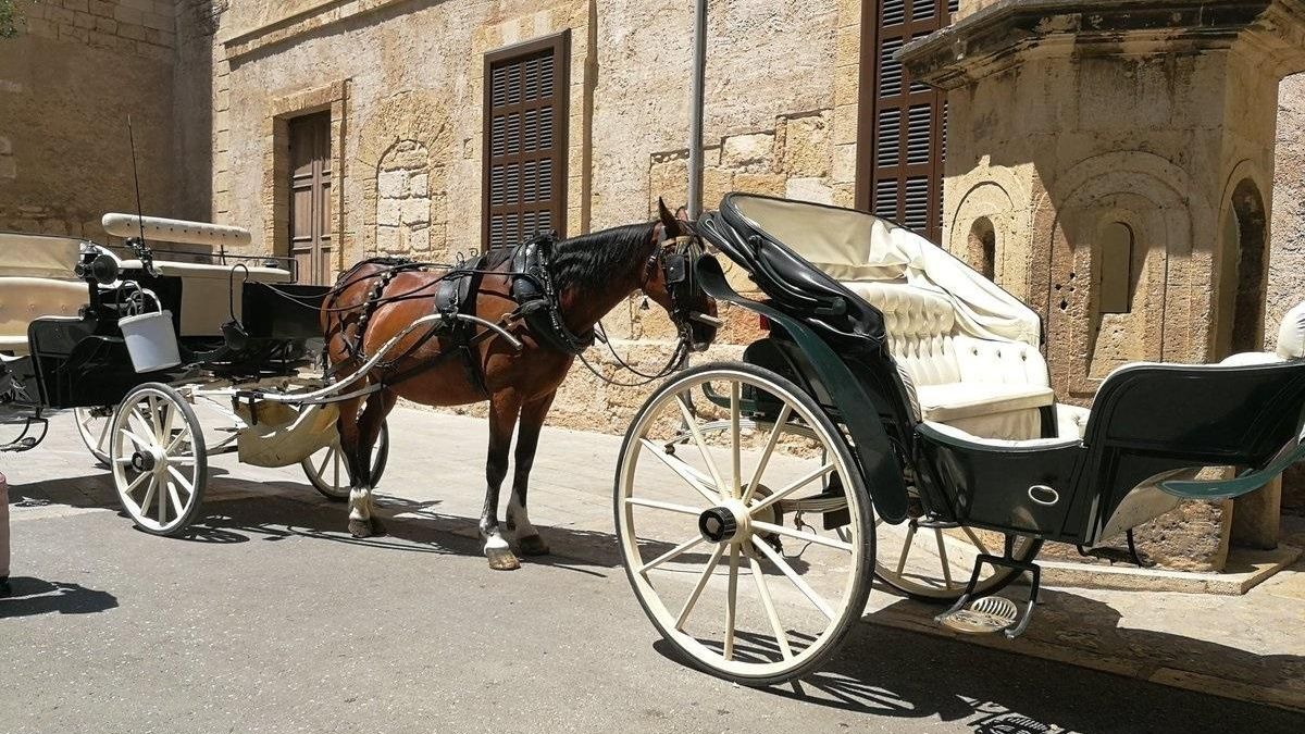 Un caballo al sol frente a la Catedral de Mallorca.