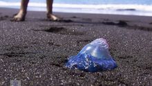 En la imagen, una 'carabela portuguesa' este domingo en la playa del Puerto de Tazacorte