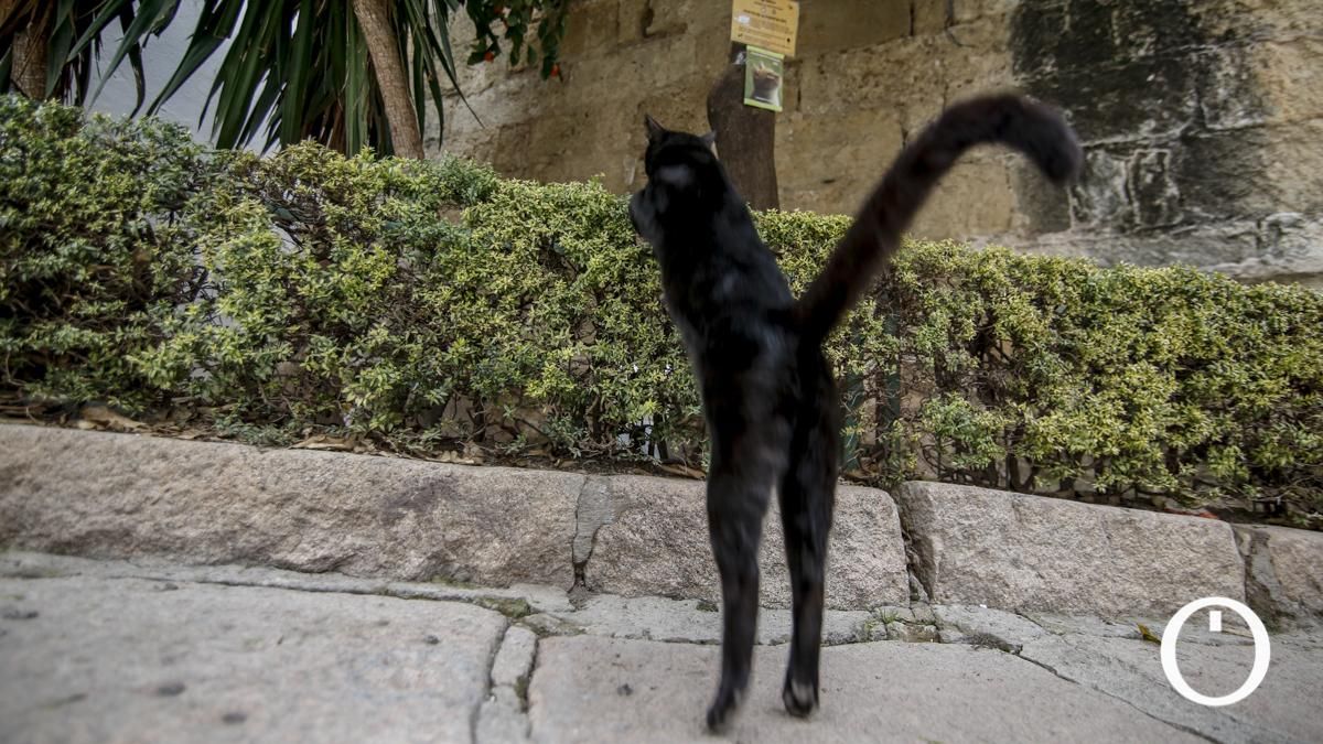 Las VIII Jornadas Felinas Andaluzas analizarán el impacto de los gatos sobre la biodiversidad
