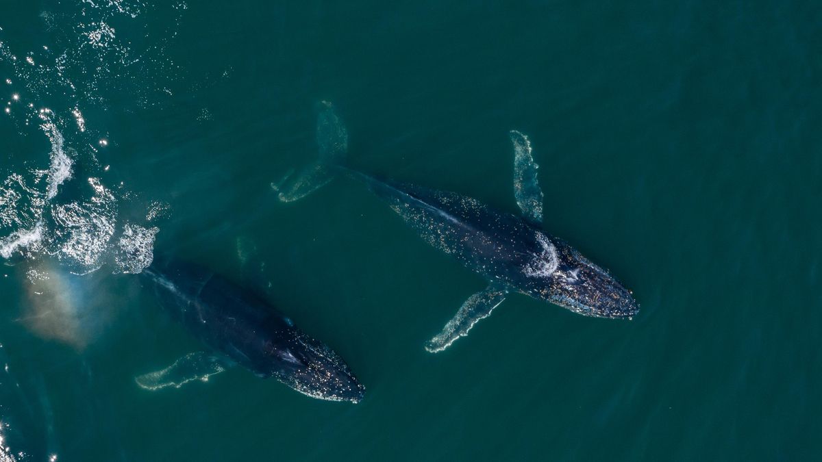 La tecnología secreta de la Guerra Fría acabó dando voz a las ballenas y transformó la acústica marina