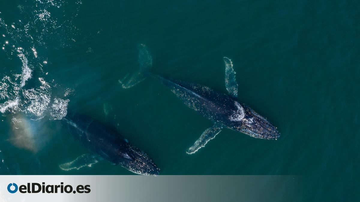 La tecnología secreta de la Guerra Fría acabó dando voz a las ballenas y transformó la acústica marina