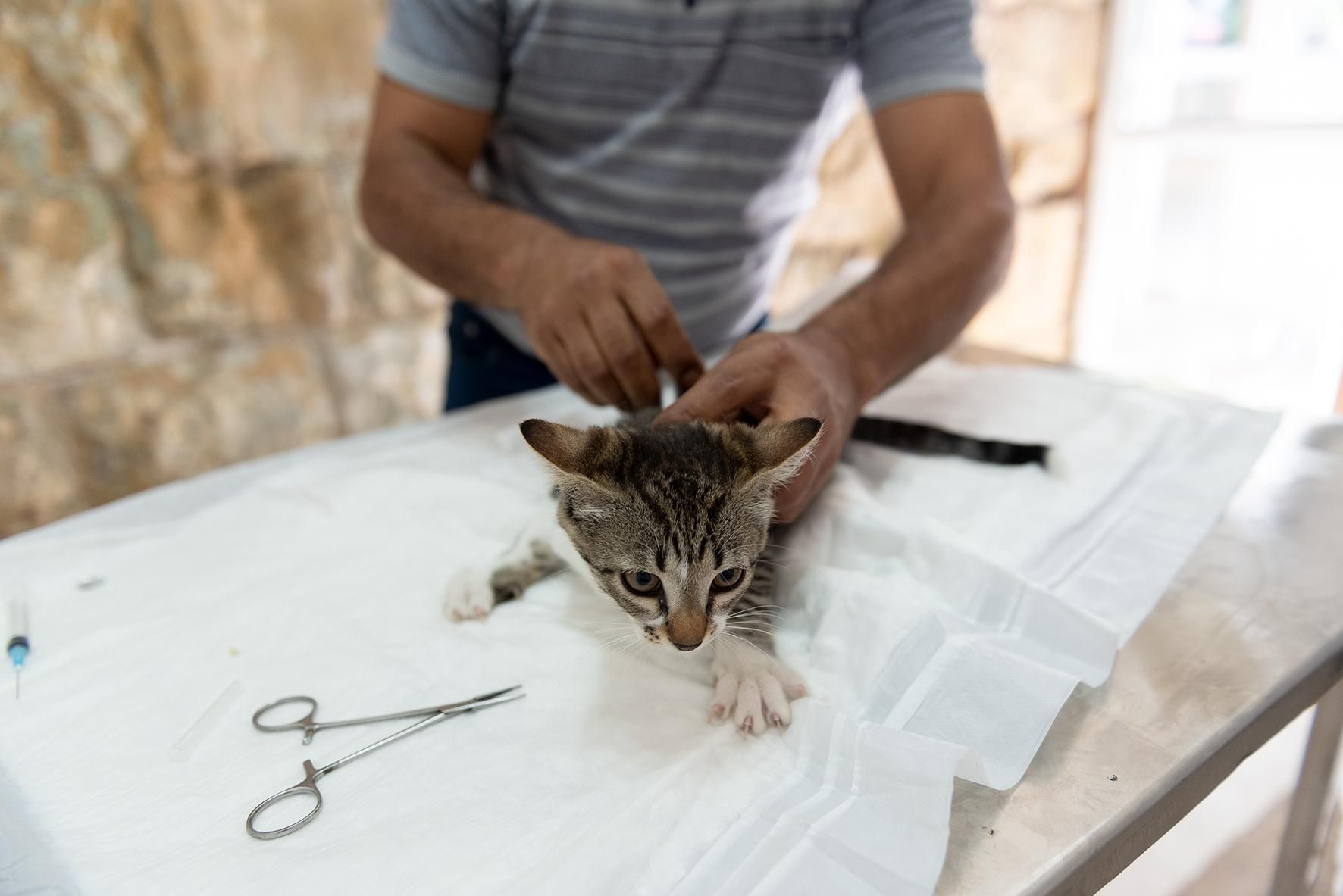 Gato siendo tratado por un veterinario
