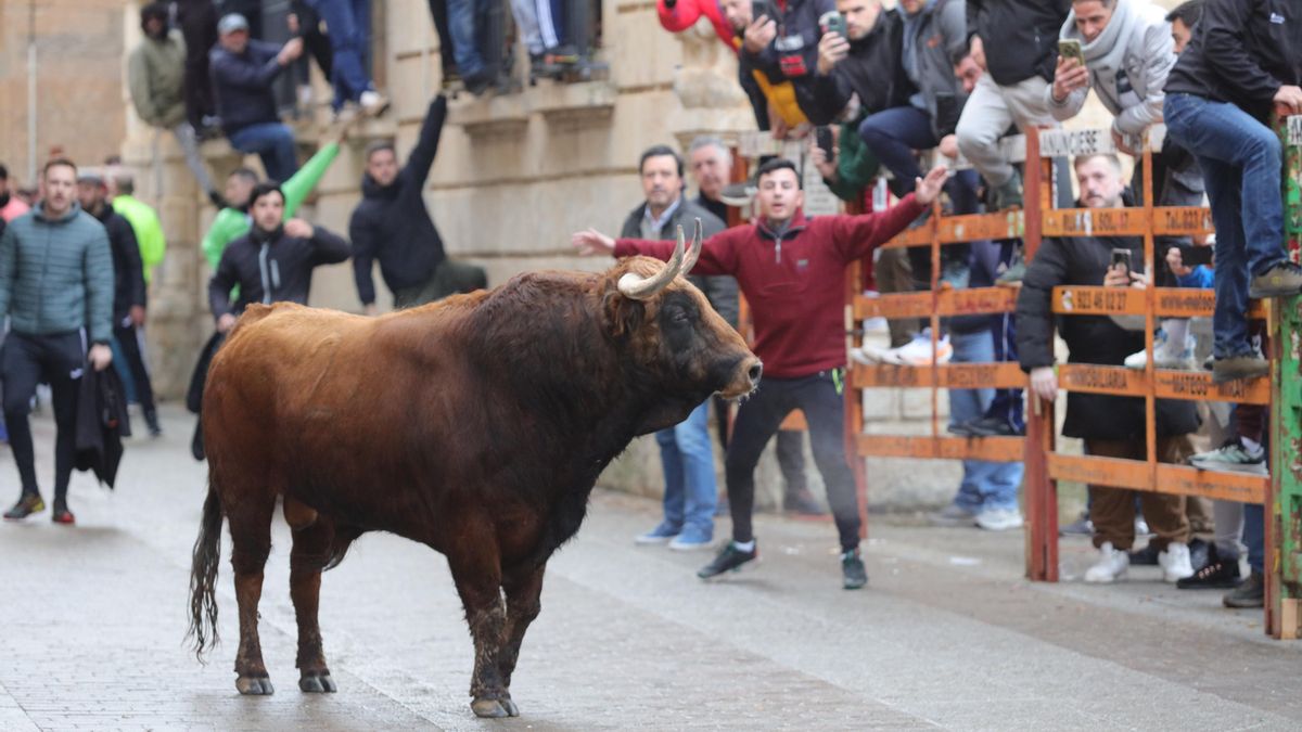 El Carnaval del Toro de Ciudad Rodrigo cierra con un fallecido por asta y dos corneados