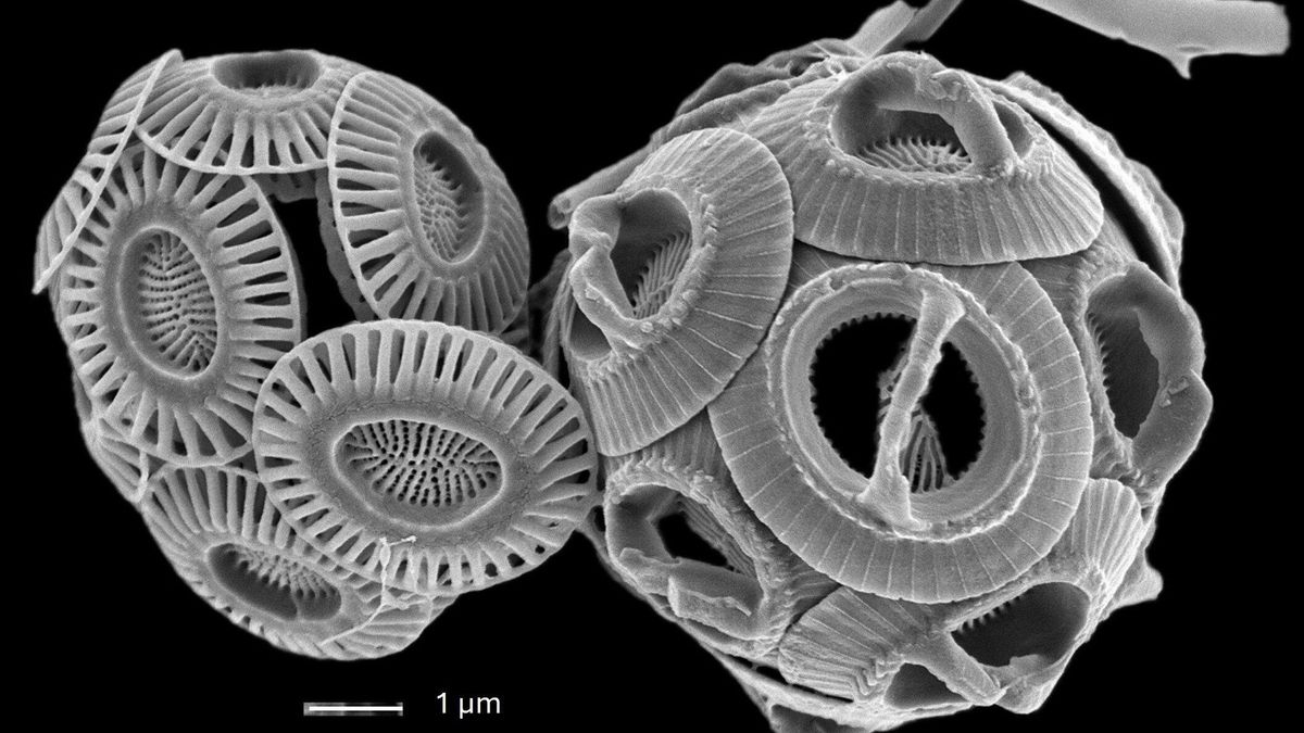 La prueba del plancton: un análisis de este conjunto de organismos revela la tropicalización del Mediterráneo
