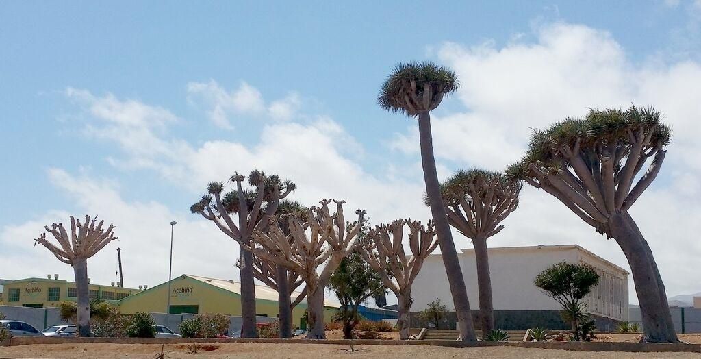 Dragos en Las Salinetas, Telede . (Sergio Gil)