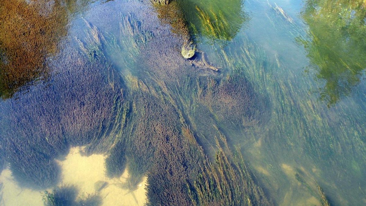 Para esta investigación el equipo de la UCA recreó floraciones en laboratorio de dos especies costeras comunes en el golfo de Cádiz