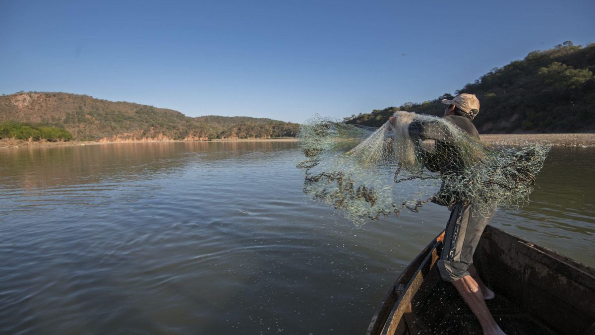 Argentina: una obra vial bloquea la migración del sábalo hacia Bolivia y amenaza la pesca en el río Pilcomayo