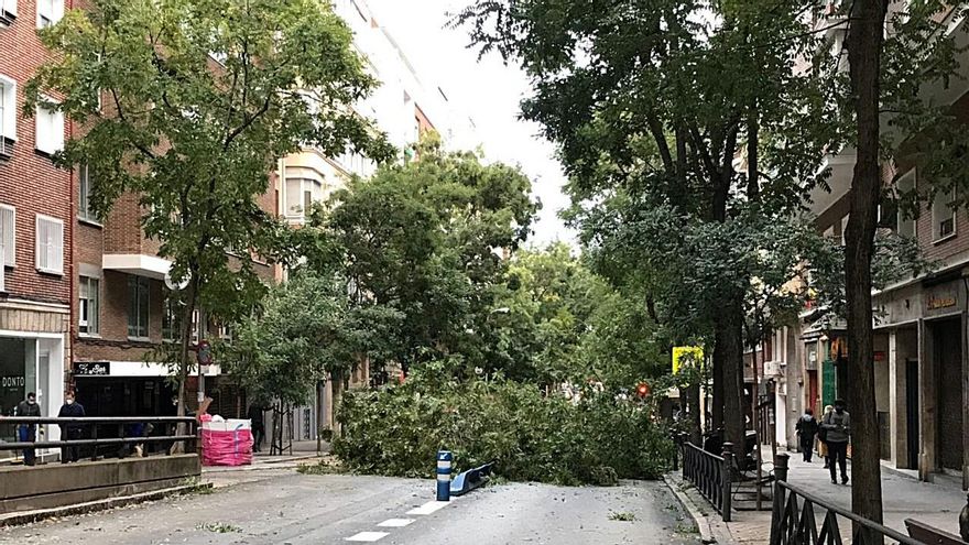 El árbol que cayó este miércoles en Guzmán el Bueno | SOMOS CHAMBERÍ
