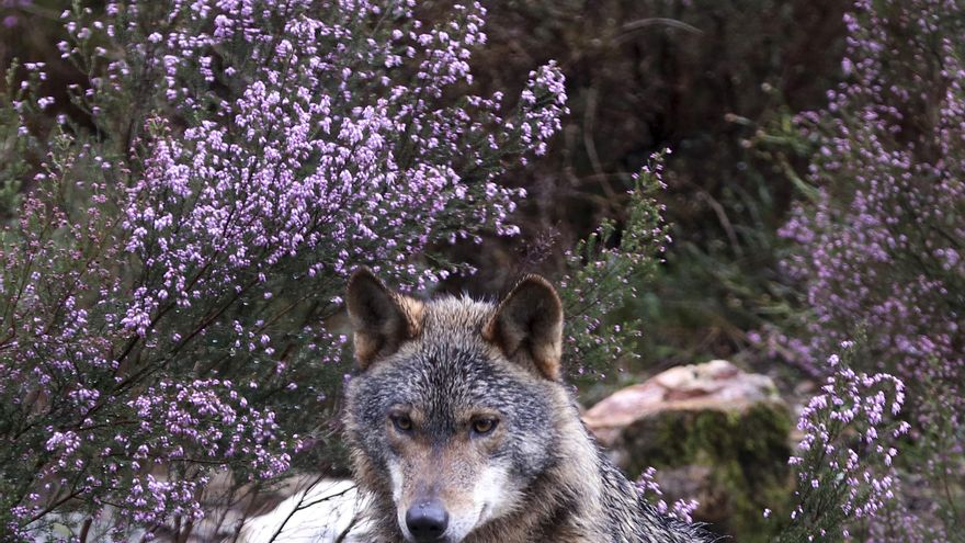 Hugo Morán advierte a Asturias, Cantabria y Galicia contra la caza "automática" del lobo
