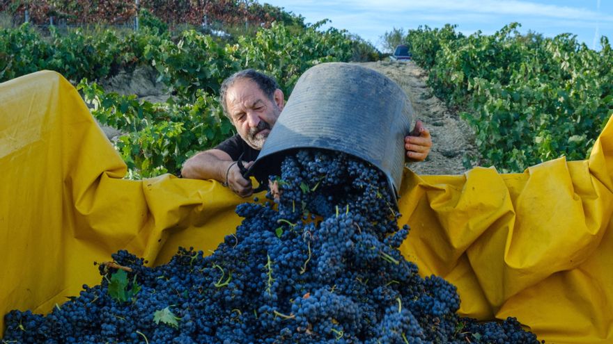 Álava adelanta la vendimia y la recogida de la patata por la sequía