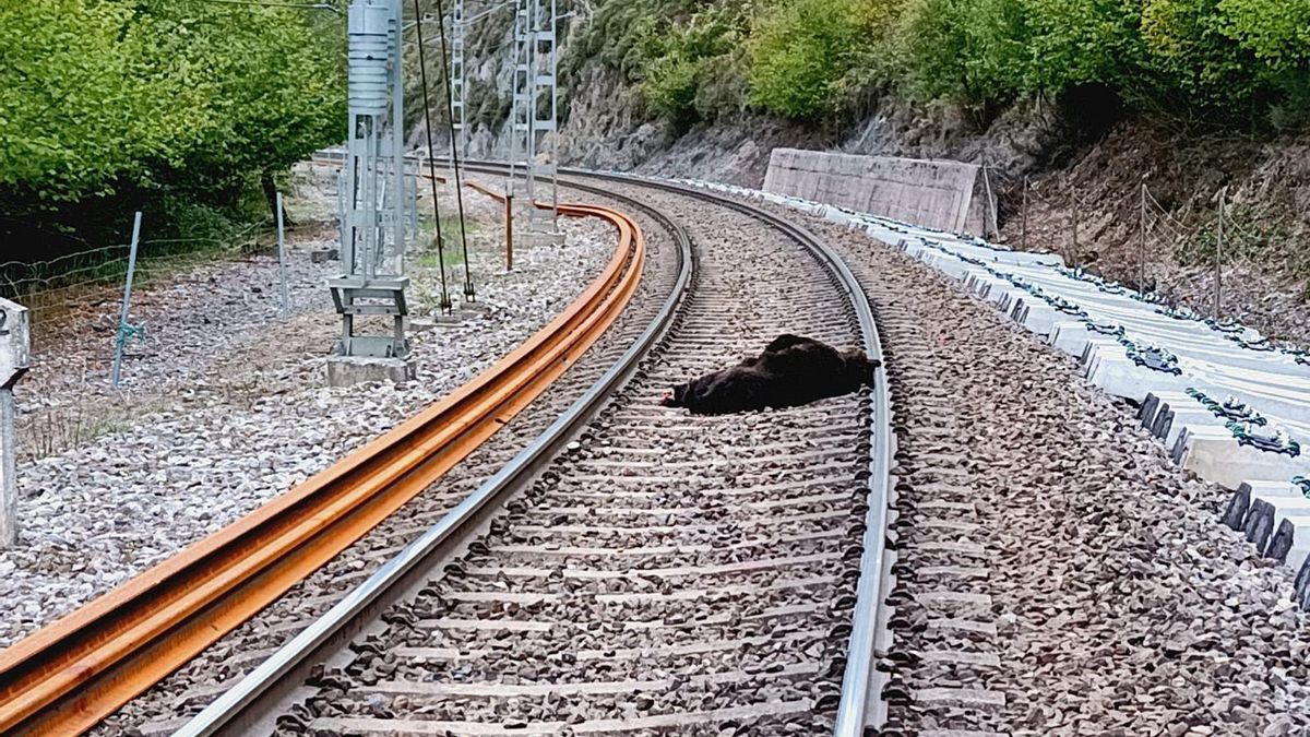 Muere un oso pardo arrollado por un tren de mercancías en el municipio cántabro de Campoo de Enmedio