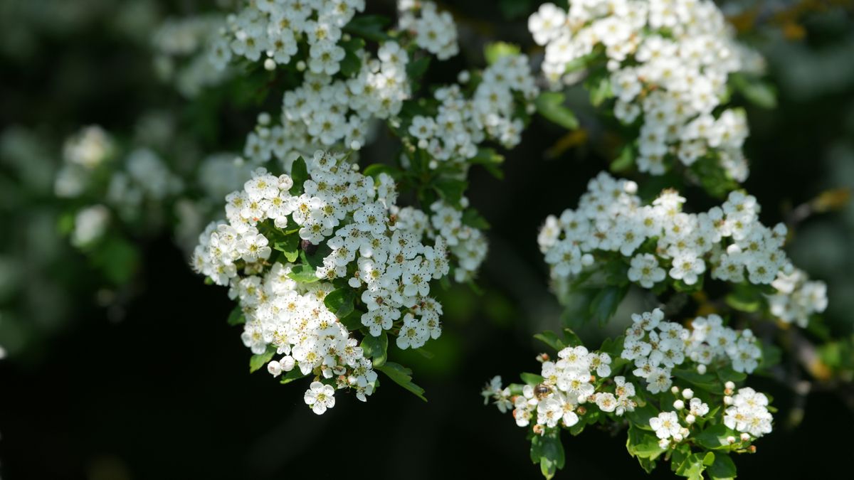 La milenrama aporta un aire silvestre y ligero, y es una de las favoritas de las abejas.