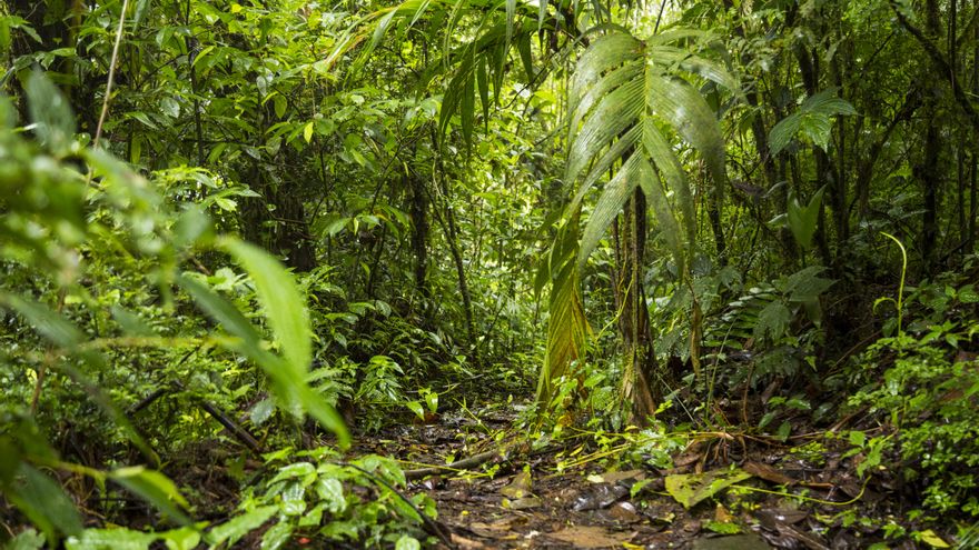 Día Internacional de los Bosques Tropicales: ¿por qué se celebra cada 22 de junio?