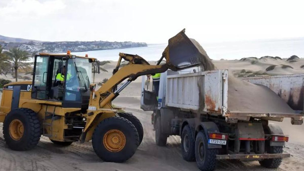 Transporte de dunas en Maspalomas. El ecosistema sobrevive en estos momentos de manera artificial