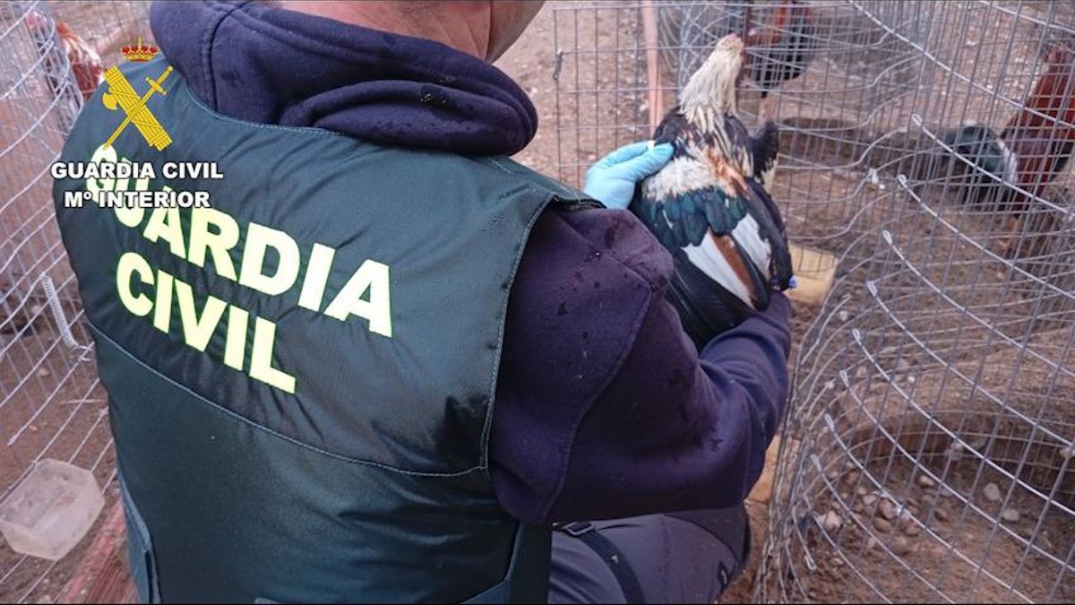 Imputado por mutilar crestas y barbillas de gallos de pelea