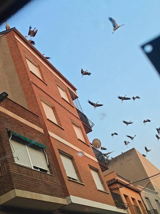 Cigüeñas blancas en Mora (Toledo) este 19 de agosto de 2025