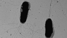 Bacterias con flagelos.