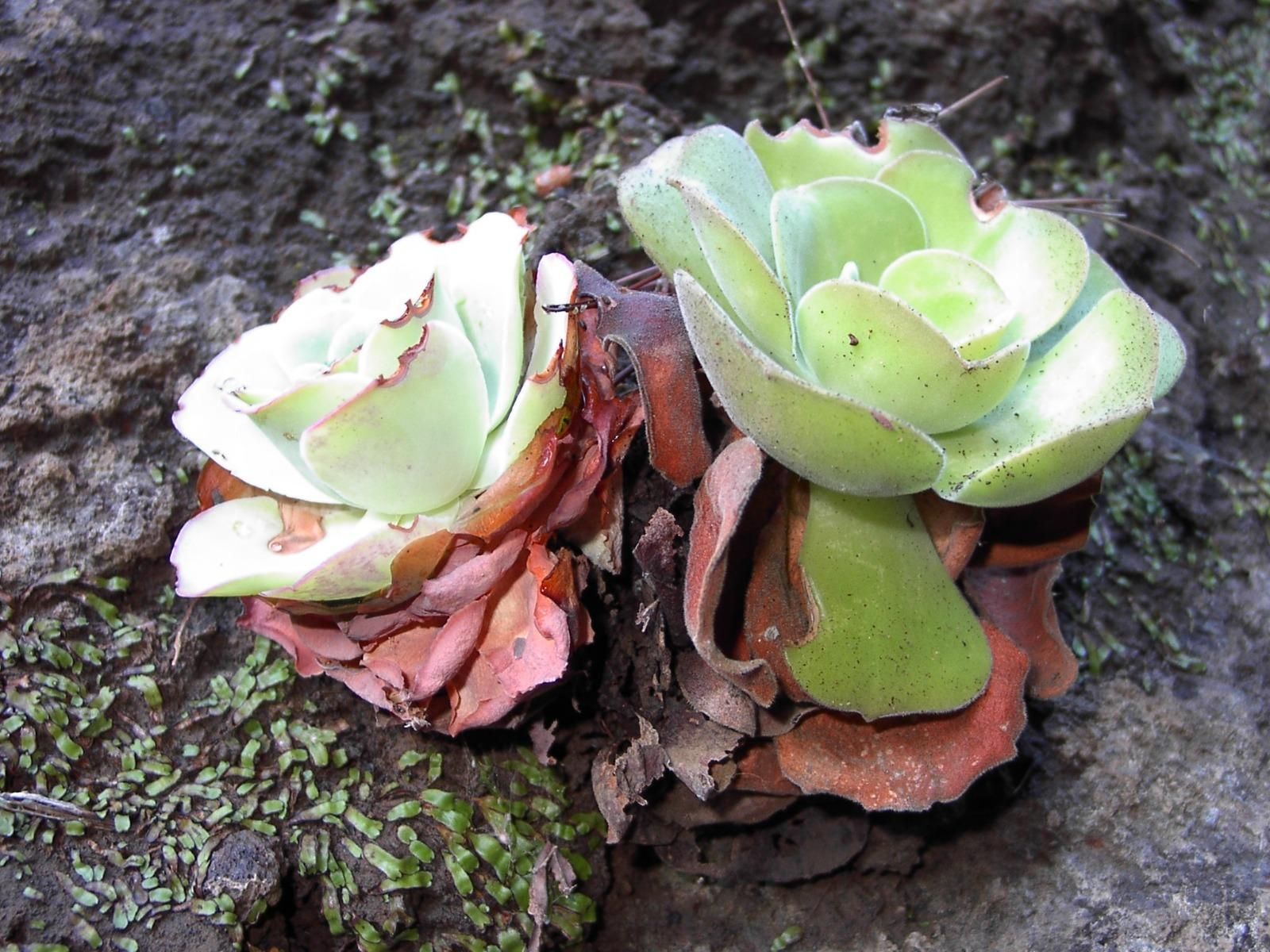Bejeque tabaquero (Aeonium canariense subsp. christii ). La subespecie es endémica de La Palma.