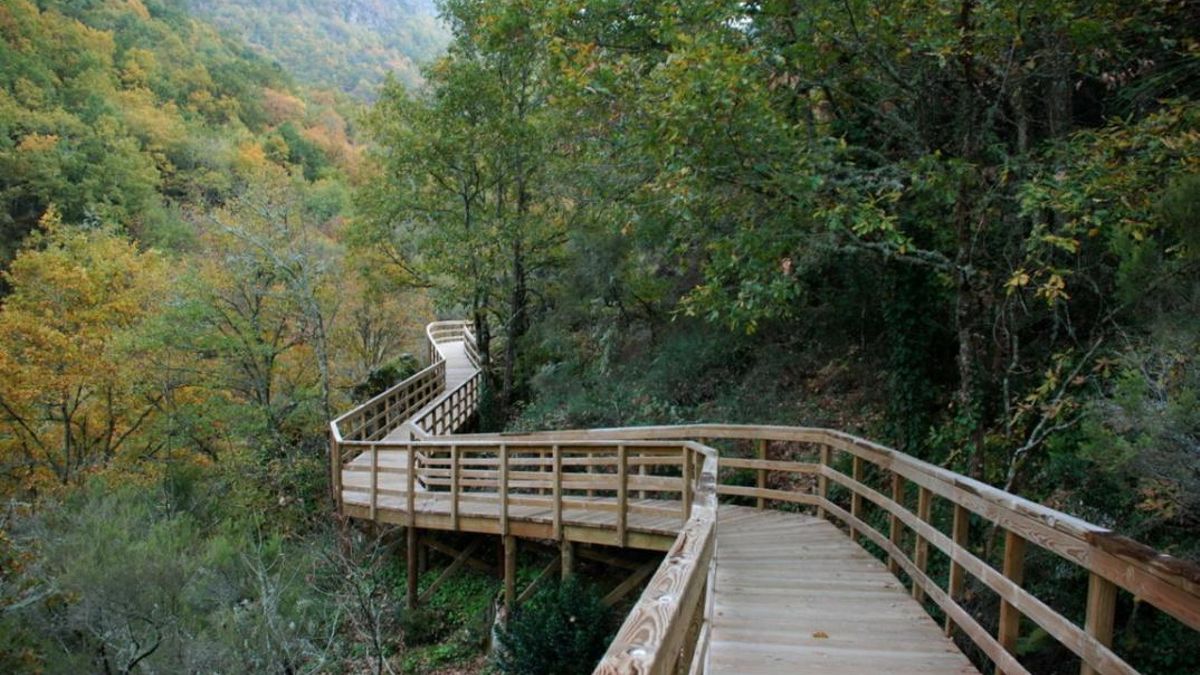 La ruta de senderismo de la Ribeira Sacra que avanza por un bosque entre pasarelas de madera sobre el agua