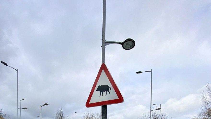 Vitoria sacrificó con rifle 19 jabalíes en 2024, diez de ellos de menos de un año