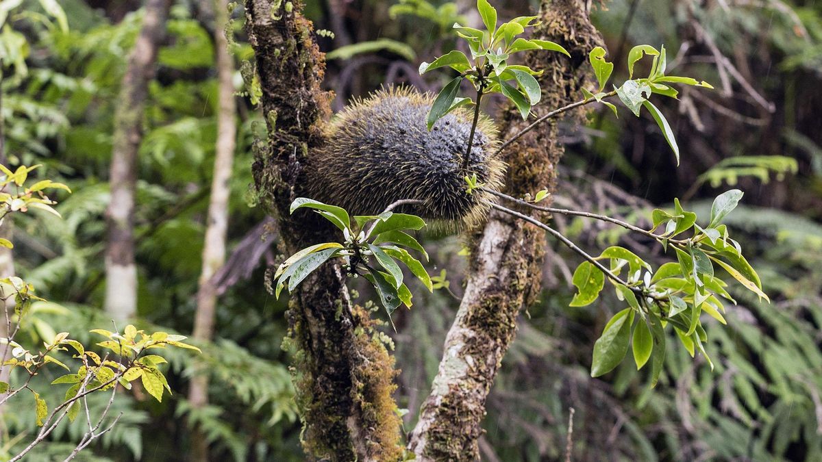 La planta saca partido de la presencia de tantas especies sin necesidad de intervenir