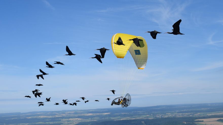 El increíble viaje de un biólogo en avión ultraligero para enseñar de nuevo a migrar a unas aves por Europa