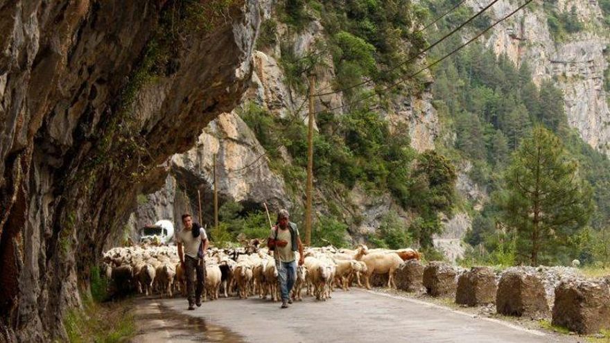 Aragón estrena su primera escuela de pastores para preservar un oficio y una forma de vida