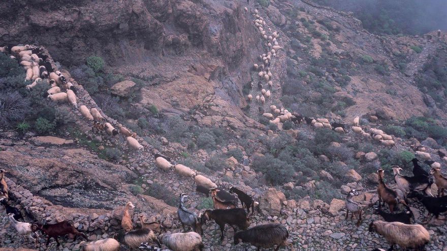 Tras las huellas de los guanches: más de 300 caminos prehispánicos se salvan por la trashumancia