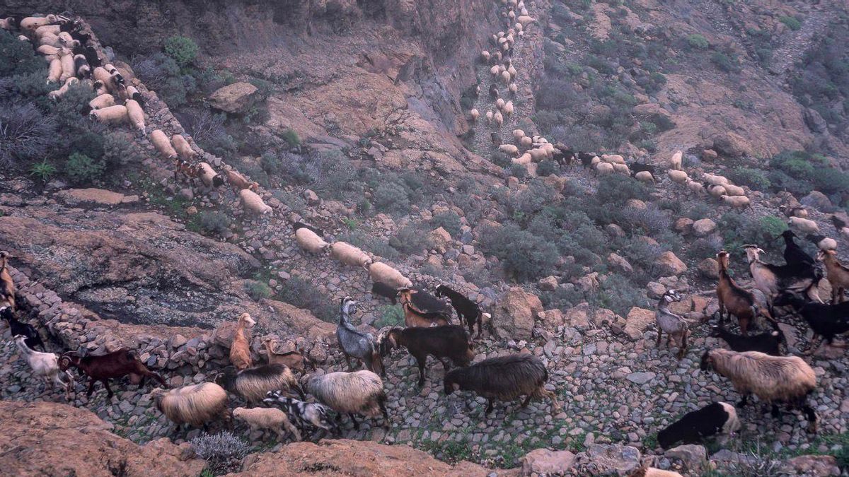 Tras las huellas de los guanches: más de 300 caminos prehispánicos se salvan por la trashumancia