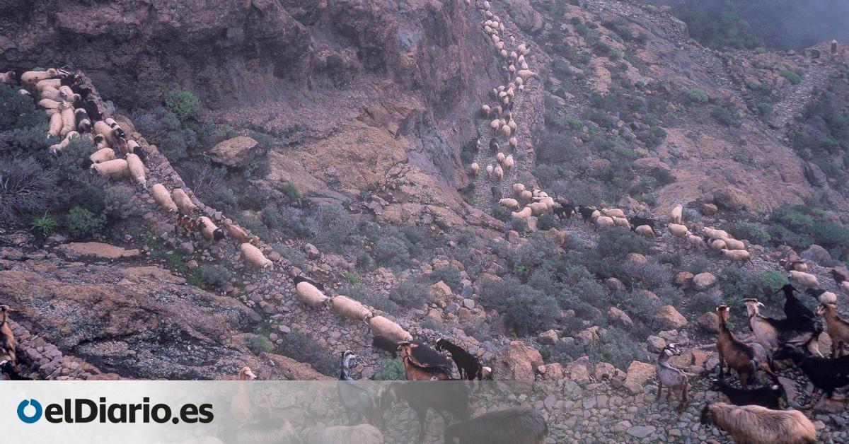 Tras las huellas de los guanches: más de 300 caminos prehispánicos se salvan por la trashumancia