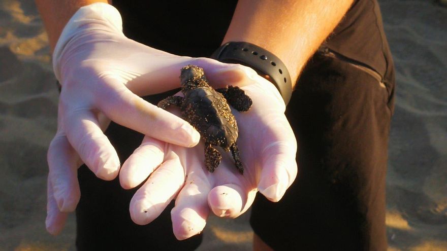 La tortuga que desovó en la Costa del Sol y lo que anticipa sobre el cambio climático