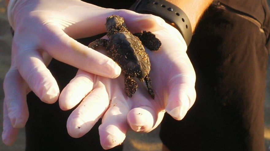 Tortuga Boba recién nacida en la Costa del Sol