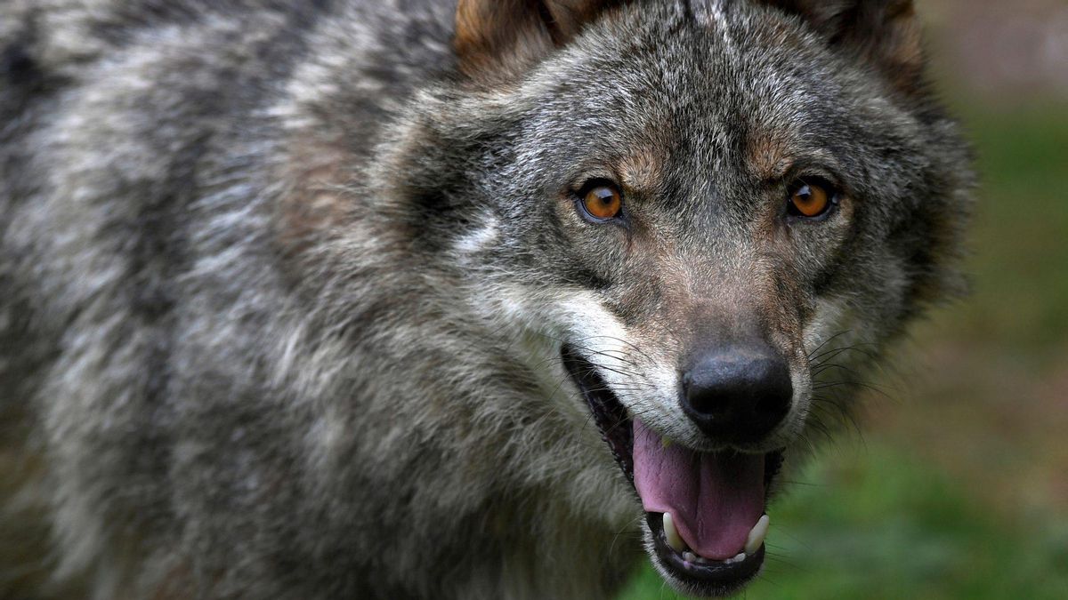 El Gobierno mantiene la declaración de especie vulnerable del lobo ibérico por el impacto de los incendios del verano