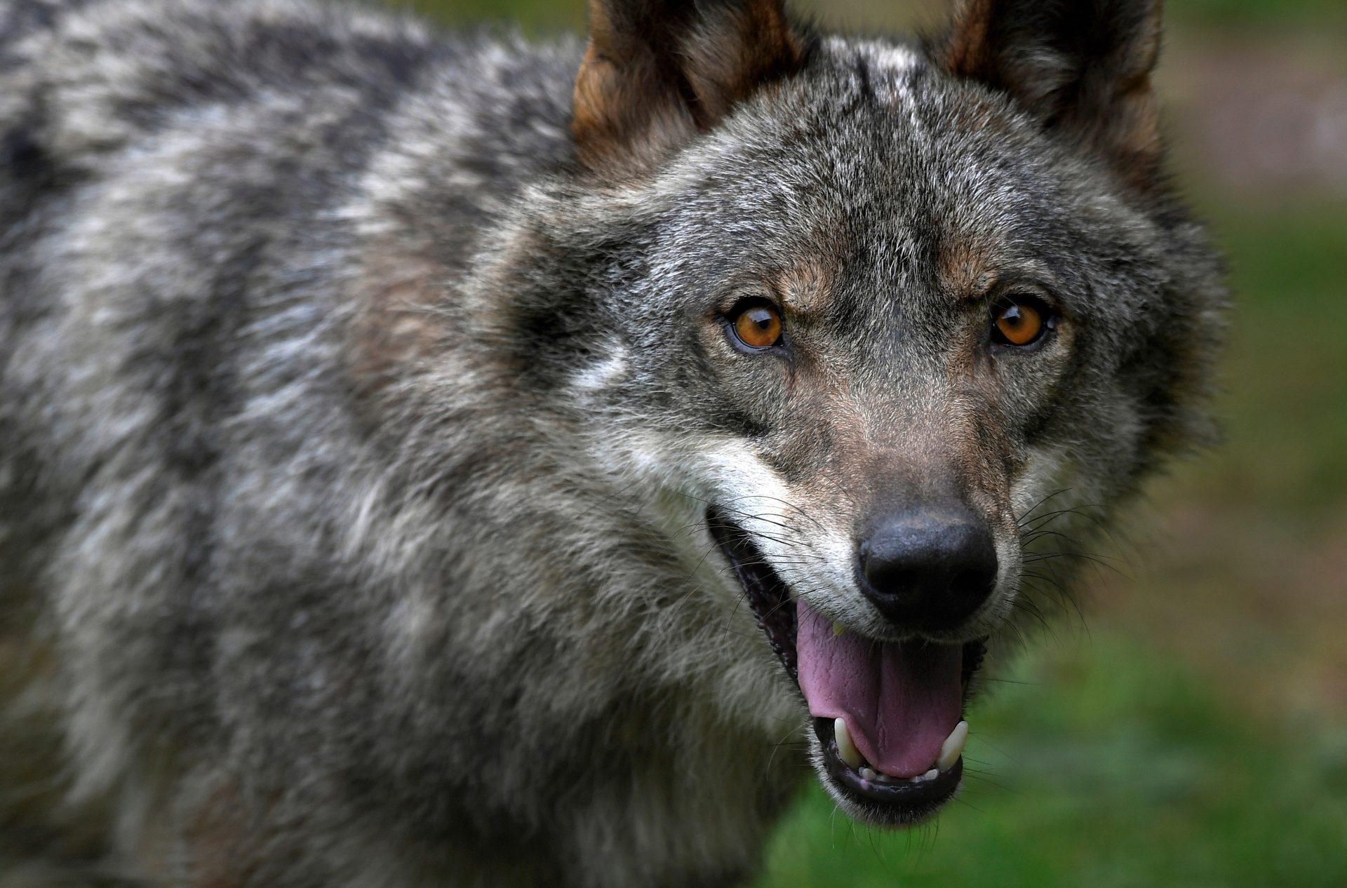 Un primer plano de un lobo.