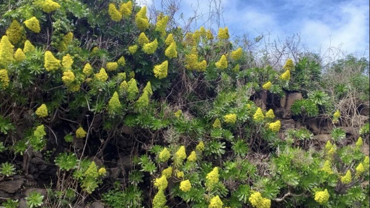 El bejeque amarillo (Aeonium arboreum subsp. holochrysum / Crassulaceae)