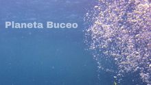 Buceando con tiburones en Islas Maldivas