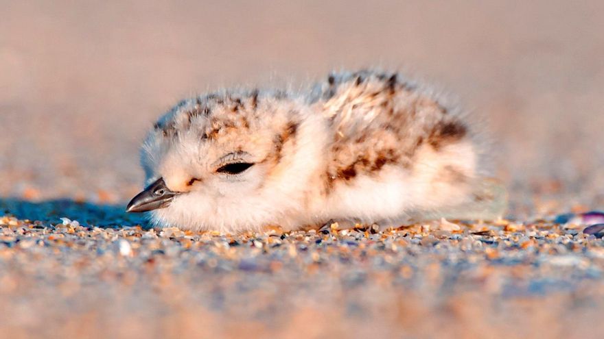 Ni marsopas ni tartarañas: solo tres de las 201 especies amenazadas en Galicia tienen un plan de protección vigente