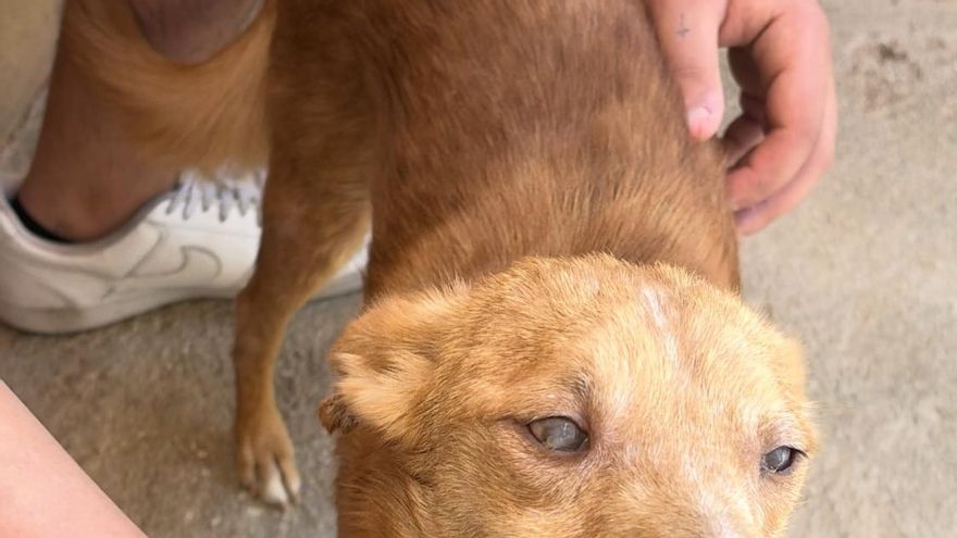 Dobby sobrevive a la crueldad: el perro que fue víctima de la caza y que ahora busca familia
