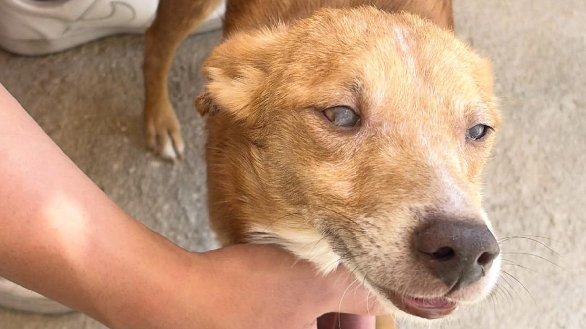 Dobby sobrevive a la crueldad: el perro que fue víctima de la caza y que ahora busca familia