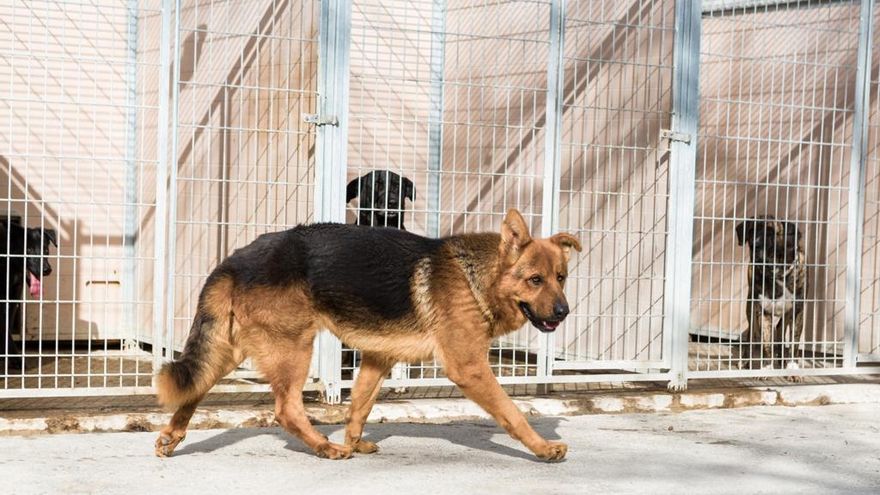 Perros en el centro de protección animal de la DPZ