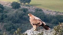 Ecologistas recalcan la necesidad de intensificar la conservación del águila imperial al aparecer tres muertas en Doñana