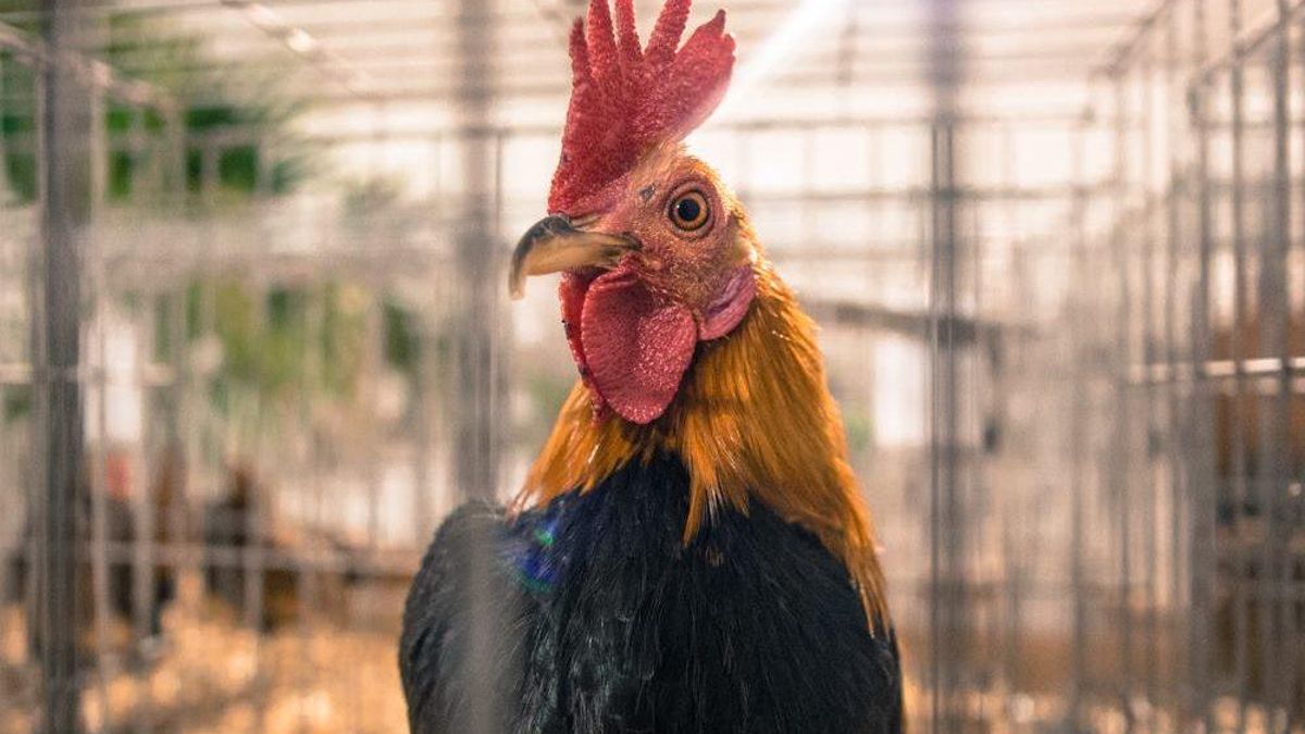 Ejemplar de gallina de raza utrerana.