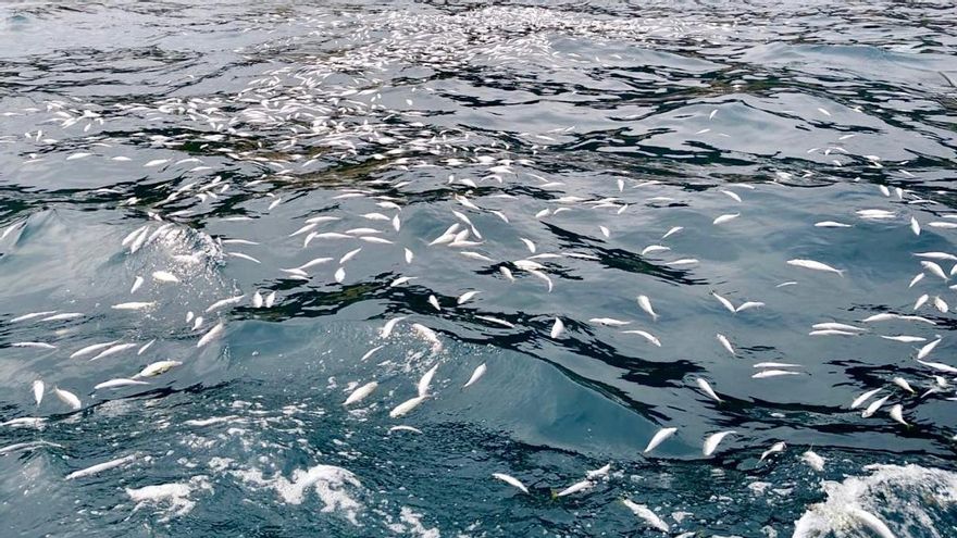 Denuncian ante la Fiscalía un descarte ilegal de una tonelada de pescado en aguas de Donostia
