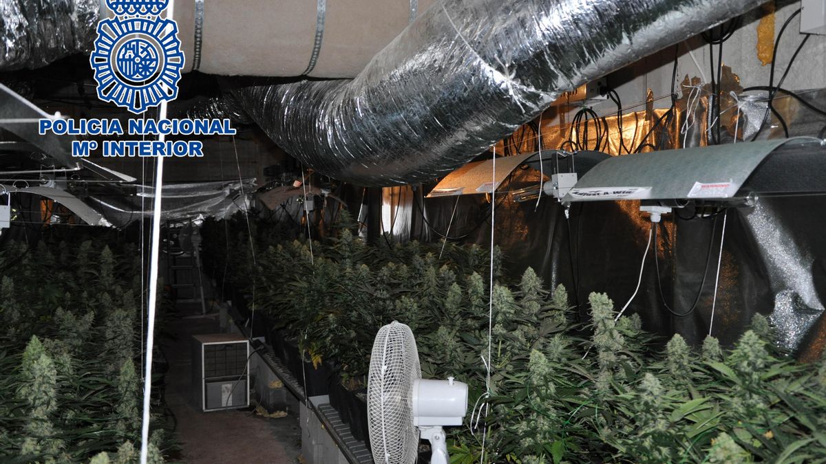 Policía Nacional detiene a cuatro personas que cultivaban marihuana en un chalet en Álava e interviene 1.500 plantas